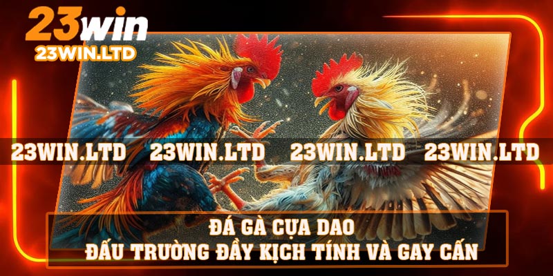 Đá gà cựa dao – Đấu trường đầy kịch tính và gay cấn