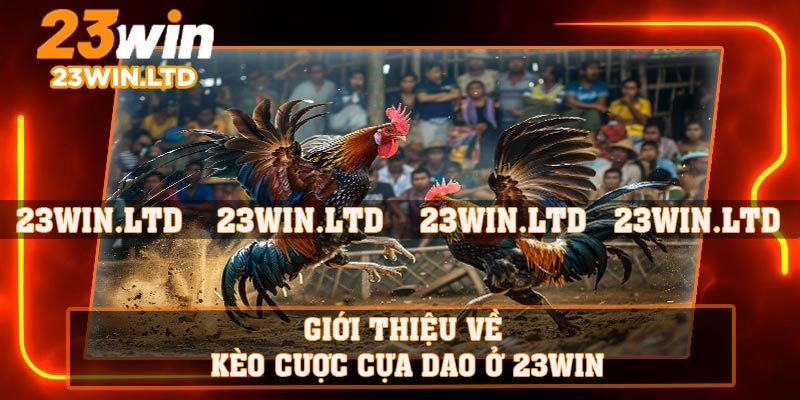 Giới thiệu về kèo cược cựa dao ở 23WIN