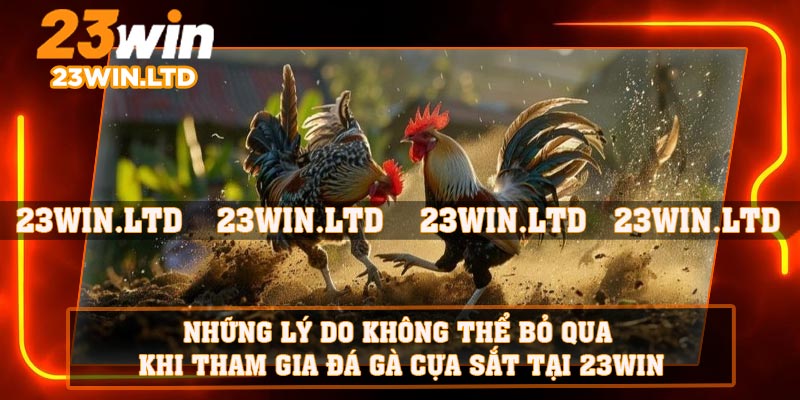 Những lý do không thể bỏ qua khi tham gia đá gà cựa sắt tại 23WIN